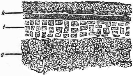 Encyclopædia Britannica, 11th Edition